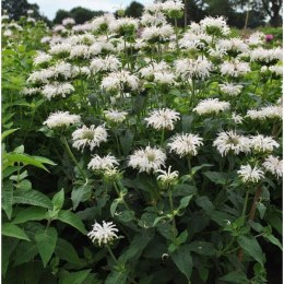 Pysznogłówka 'Bee-Bright' (Monarda hybrida) - sadzonka ROŚLINY