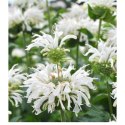 Pysznogłówka 'Bee-Bright' (Monarda hybrida) - sadzonka ROŚLINY
