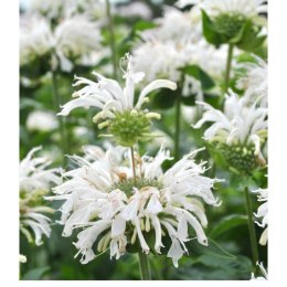 Pysznogłówka 'Bee-Bright' (Monarda hybrida) - sadzonka ROŚLINY