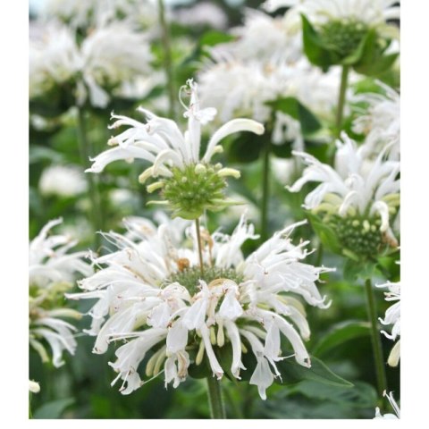 Pysznogłówka 'Bee-Bright' (Monarda hybrida) - sadzonka ROŚLINY