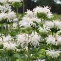Pysznogłówka 'Bee-Bright' (Monarda hybrida) - sadzonka ROŚLINY
