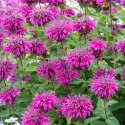 Pysznogłówka 'Bee-Free' (Monarda hybrida) - sadzonka ROŚLINY