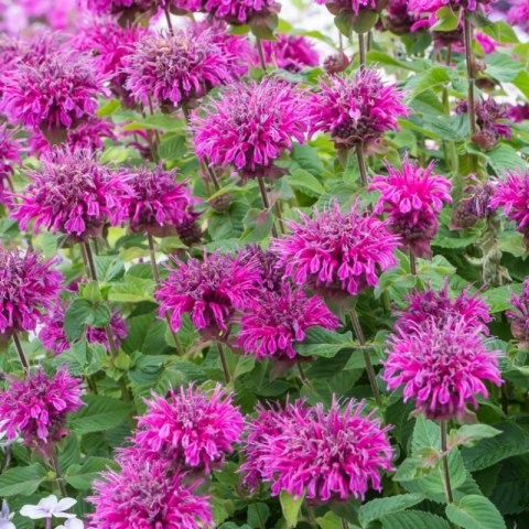 Pysznogłówka 'Bee-Free' (Monarda hybrida) - sadzonka ROŚLINY