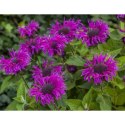 Pysznogłówka 'Bee-Free' (Monarda hybrida) - sadzonka ROŚLINY