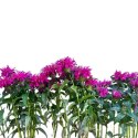 Pysznogłówka 'Bee-Free' (Monarda hybrida) - sadzonka ROŚLINY