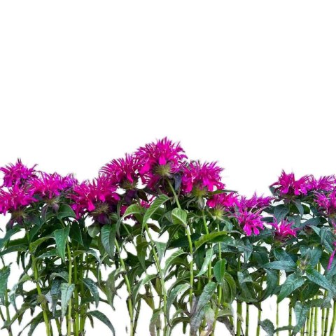 Pysznogłówka 'Bee-Free' (Monarda hybrida) - sadzonka ROŚLINY