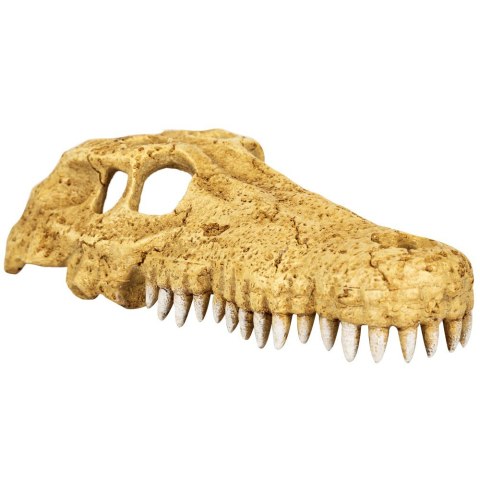 Repti-Zoo Crocodile Skull M - czaszka krokodyla Repti-Zoo