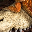 Repti-Zoo Crocodile Skull M - czaszka krokodyla Repti-Zoo