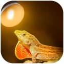 Repti-Zoo Mini Daylight Spot NANO 25W - żarówka grzewcza 2 sztuki Repti-Zoo