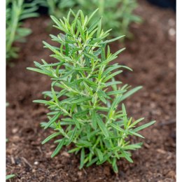 Rozmaryn lekarski (Rosmarinus officinalis) - sadzonka ROŚLINY