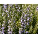 Rozmaryn lekarski (Rosmarinus officinalis) - sadzonka ROŚLINY
