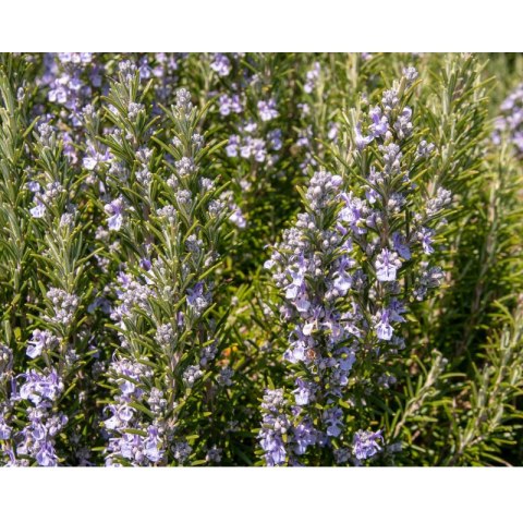 Rozmaryn lekarski (Rosmarinus officinalis) - sadzonka ROŚLINY