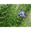 Rozmaryn lekarski (Rosmarinus officinalis) - sadzonka ROŚLINY