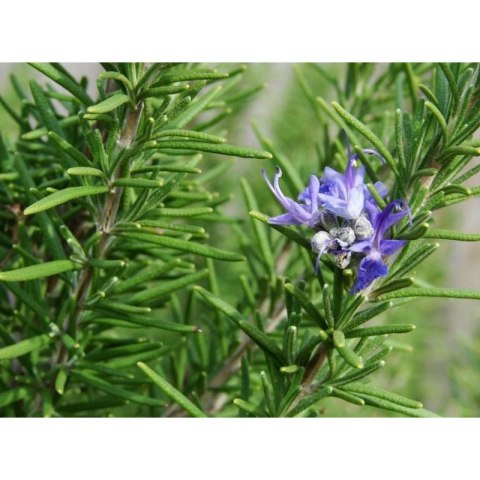 Rozmaryn lekarski (Rosmarinus officinalis) - sadzonka ROŚLINY