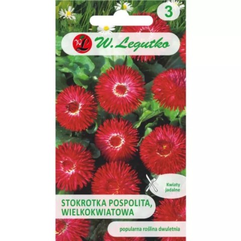 Stokrotka pospolita wielkokwiatowa 'Gracja' czerwona W.Legutko
