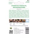 Stokrotka pospolita wielkokwiatowa 'Gracja' czerwona W.Legutko