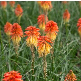 Trytoma Groniasta 'Poco Daybreak' - Kniphofia 'Poco Daybreak' ROŚLINY