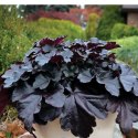 Żurawka - Heuchera 'Black Pearl' ROŚLINY