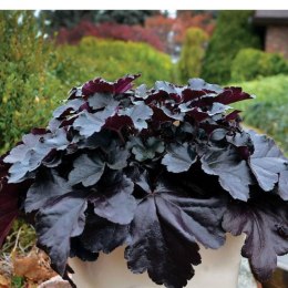 Żurawka - Heuchera 'Black Pearl' ROŚLINY