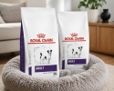 2 x 8 kg ROYAL CANIN Adult Small DOG