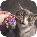 GimCat Sticks 95% Meat - kiełbaski drobiowe z wątróbką 4 sztuki Gimdog / Gimcat