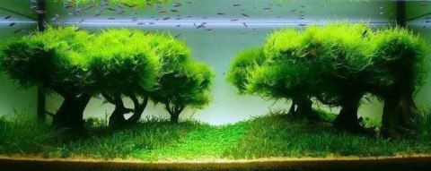Seachem Flourish Glue (2szt) Seachem