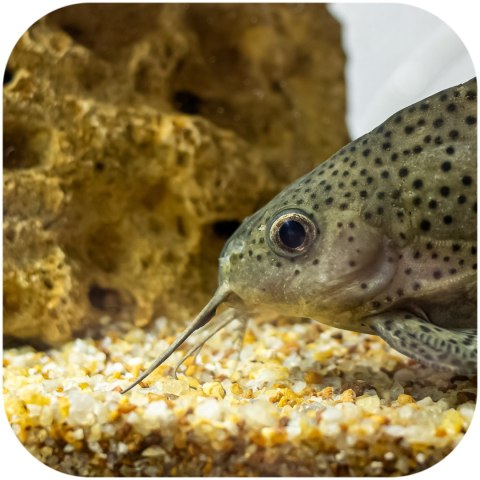 Eco Plant Natural River 1kg - żwir rzeczny 1-3mm Eco Plant