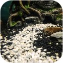 Eco Plant Pure River 1kg - żwirek jasny 1-3mm Eco Plant