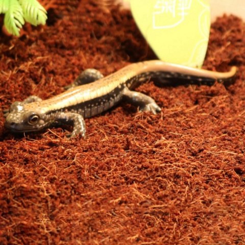 Komodo Rainforest Substrate 6l - podłoże tropikalne Komodo