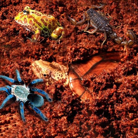 Komodo Rainforest Substrate 6l - podłoże tropikalne Komodo