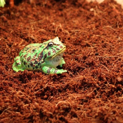 Komodo Rainforest Substrate 6l - podłoże tropikalne Komodo