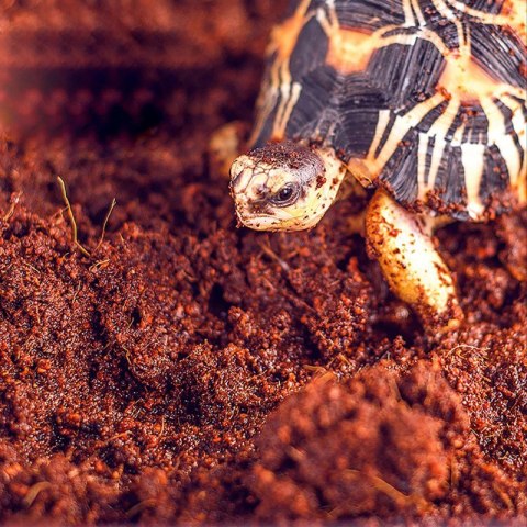 Komodo Rainforest Substrate 6l - podłoże tropikalne Komodo
