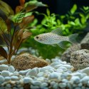 Kruger Meier Ivory Ash Lava 8-16 mm - Żwirek do akwarium 2kg Kruger Meier