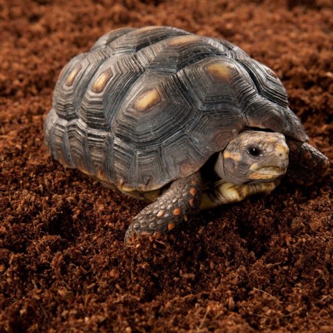 Repti-Zoo Podłoże z włókien kokosa 4l Repti-Zoo