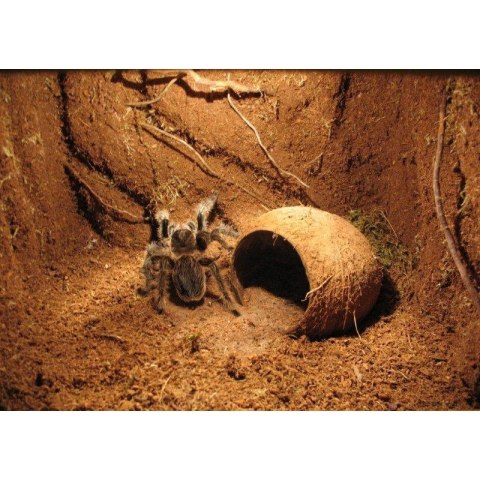 Repti-Zoo Podłoże z włókien kokosa 4l Repti-Zoo