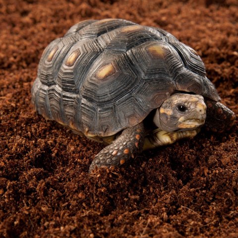 Repti-Zoo Podłoże z włókien kokosa 8l Repti-Zoo