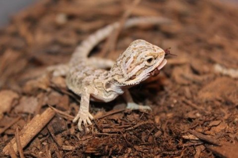 Repti-Zoo Podłoże z włókien kokosa 8l Repti-Zoo