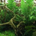 YOKUCHI YOKUCHI HAISUI BASE 0,5L - podłoże drenażowe do terrarium