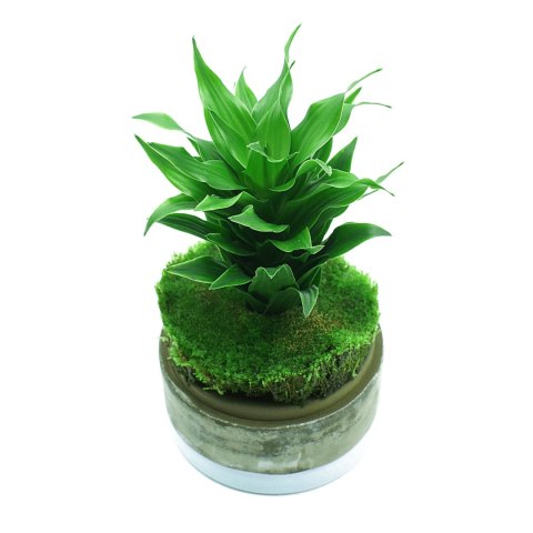 YOKUCHI YOKUCHI HAISUI BASE 2L - podłoże drenażowe do terrarium