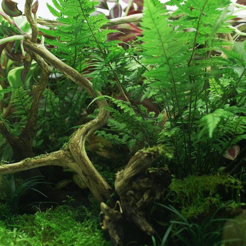 YOKUCHI YOKUCHI JANGURU SOIL 1L - podłoże dla roślin tropikalnych