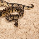 Zoomed Zoomed Aspen Snake 4.4l - podłoże dla węży