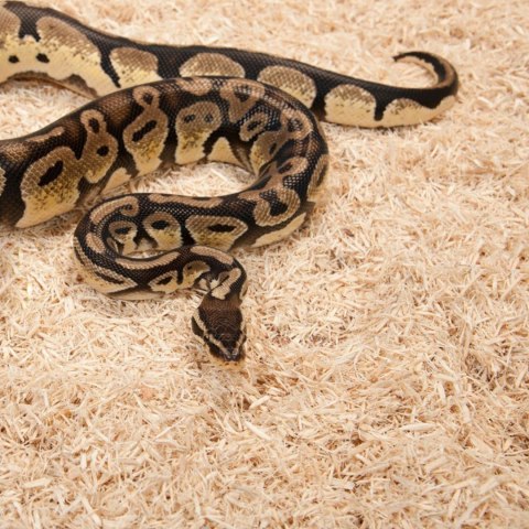 Zoomed Zoomed Aspen Snake 4.4l - podłoże dla węży