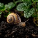 Aventerra Sweden Achanti Snail 2l - podłoże dla ślimaków Aventerra