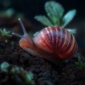 Aventerra Sweden Achanti Snail 2l - podłoże dla ślimaków Aventerra