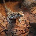Aventerra Sweden LEOPARD Desert Red 3kg - glina do terrarium Aventerra