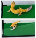 Repti-Zoo Repti-Zoo Carpet Mat - podłoże do terrarium 20x20cm