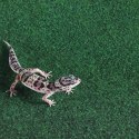 Repti-Zoo Carpet Mat - podłoże do terrarium 20x30cm Repti-Zoo