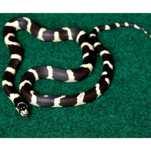 Repti-Zoo Carpet Mat - podłoże do terrarium 20x30cm Repti-Zoo