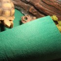 Repti-Zoo Carpet Mat - podłoże do terrarium 20x30cm Repti-Zoo