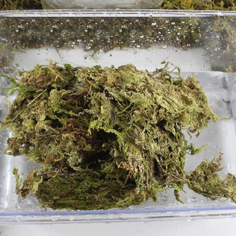 Repti-Zoo Chile's Sphagnum moss - mech torowiec 4,5l Repti-Zoo